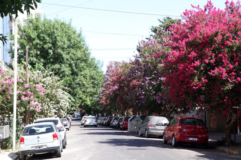 Municipio y UNLP avanzan en un plan de mejoramiento del patrimonio forestal y realizarán un inventario